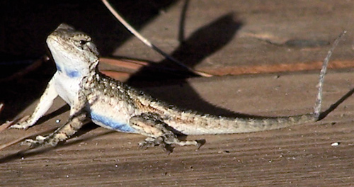 California Blue Belly Lizard Diet Reptile