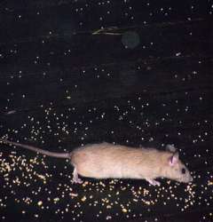 100_6433_1.jpg 100_6433_1.jpg