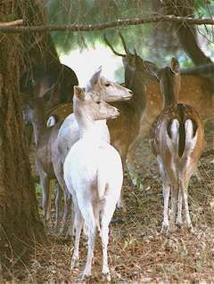 small-herd-inthetrees2.jpg small-herd-inthetrees2.jpg