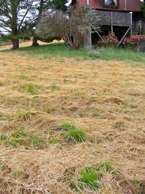 grass-growing-back