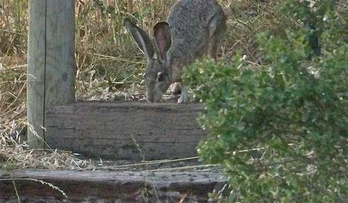 rabbit-on-stairs