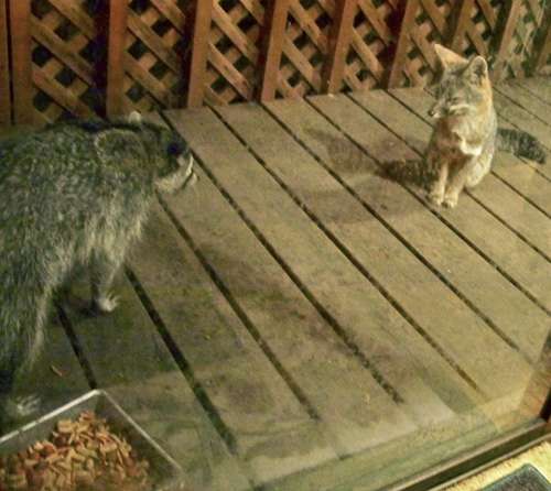 raccoon-&-fox