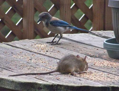 rat-and-jay