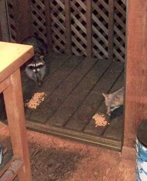 raccoon & fox
