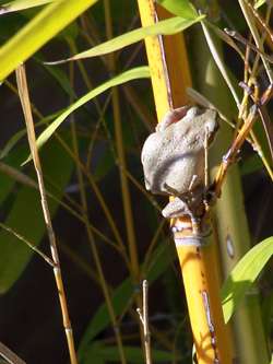 frog on bamboo