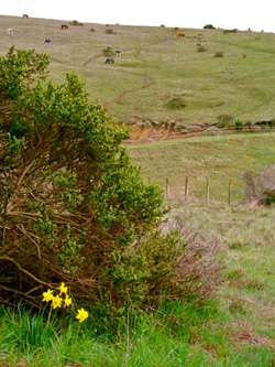 horses-and-daffodils