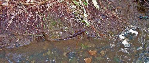 newt-in-ditch