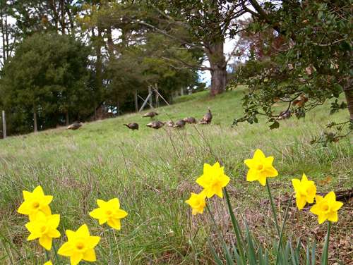 turkeys-and-daffodils