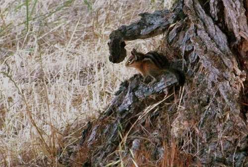 chipmunk at tree