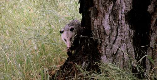 possum-at-tree