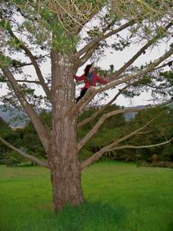 shaili-in-tree