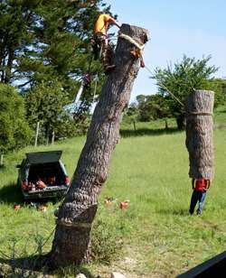 tree-on-D.-Lopez's-head