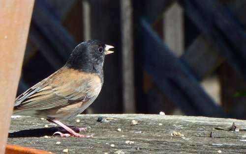 Oregon-junco
