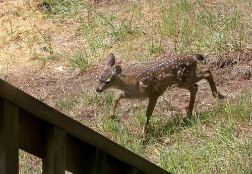 fawn-going-under-deck