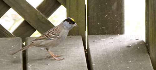 golden-crowned-sparrow