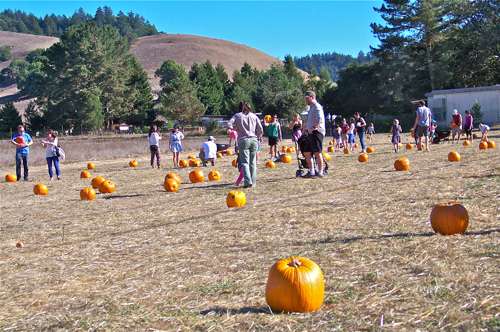 pumpkin-patch