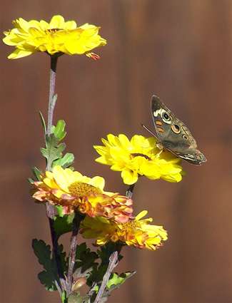 Buckeye Butterfly