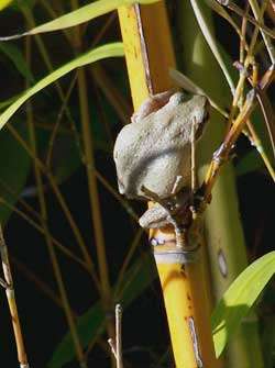 Pacific-tree-frog