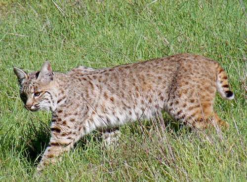 bobcat