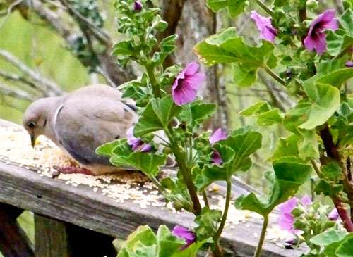 collared-dove