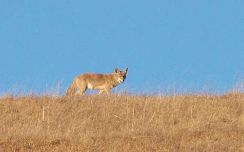 coyote