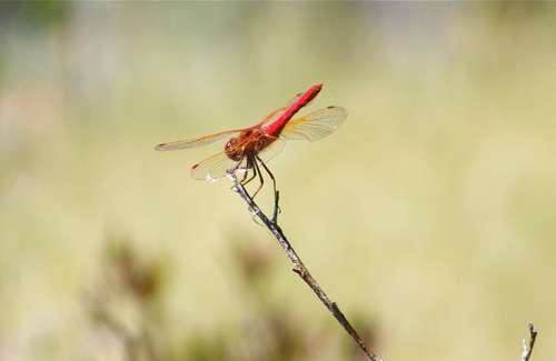 dragonfly