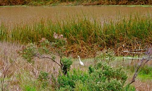 egret-at-pond