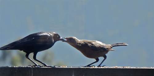 feeding-young-blackbird
