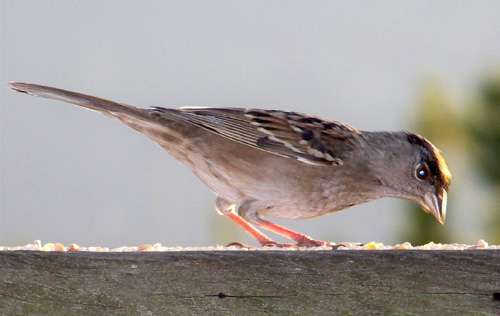golden-crowned-sparrow
