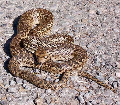 gopher-snake