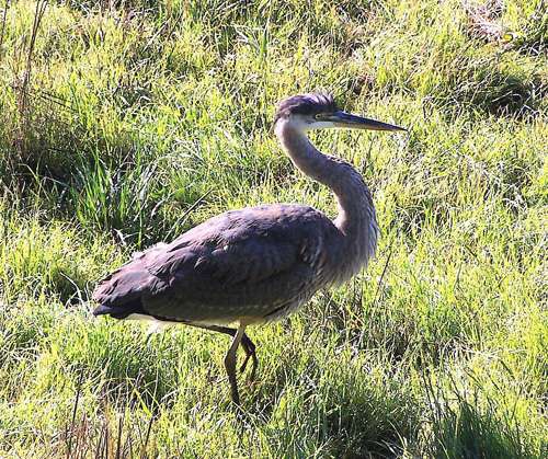 great-blue-heron