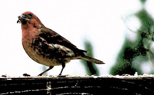 purple-finch
