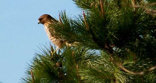 red-tailed-hawk