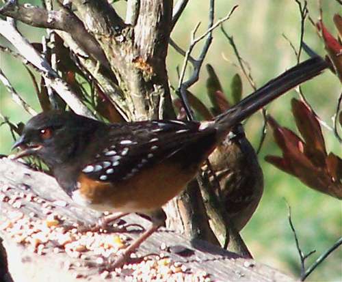 rufous-sided-towhee