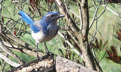 scrub-jay