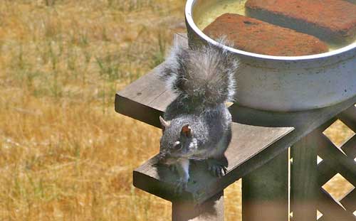 squirrel-at-bowl