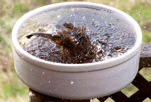 towhee-bathing