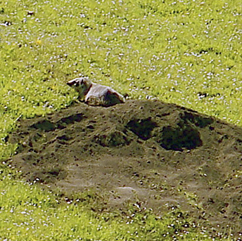 badger_11