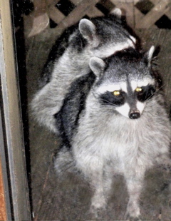 raccoons-fucking
