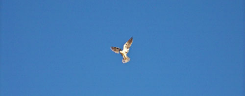 kite-flying