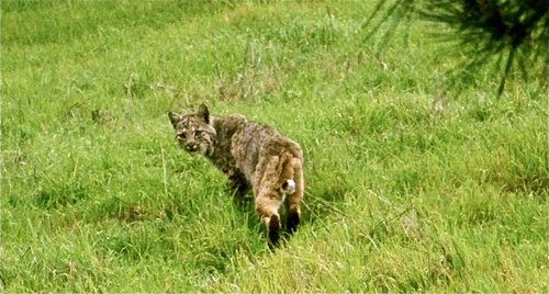 bobcat-looks-back