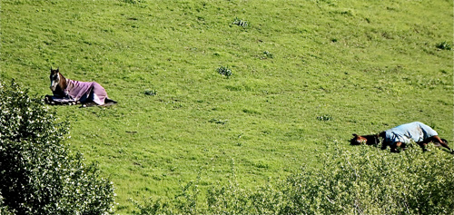 lazy-horses