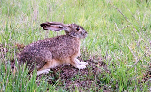rabbit-crouching