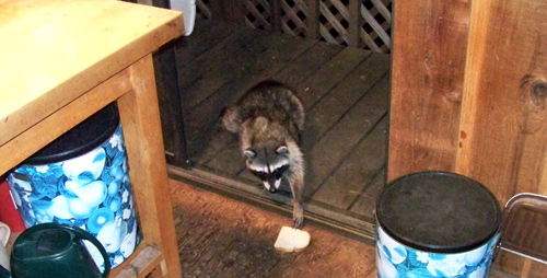 raccoon-1-bread