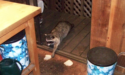 raccoon-2-bread