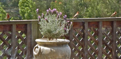 3-house-finches