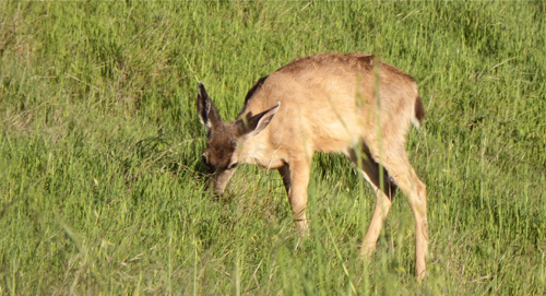 buck-grazing
