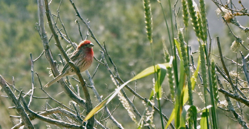 house-finch-on-twig