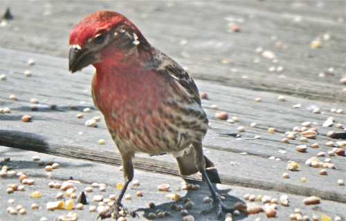 house-finch