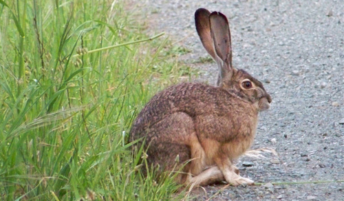 jackrabbit-again